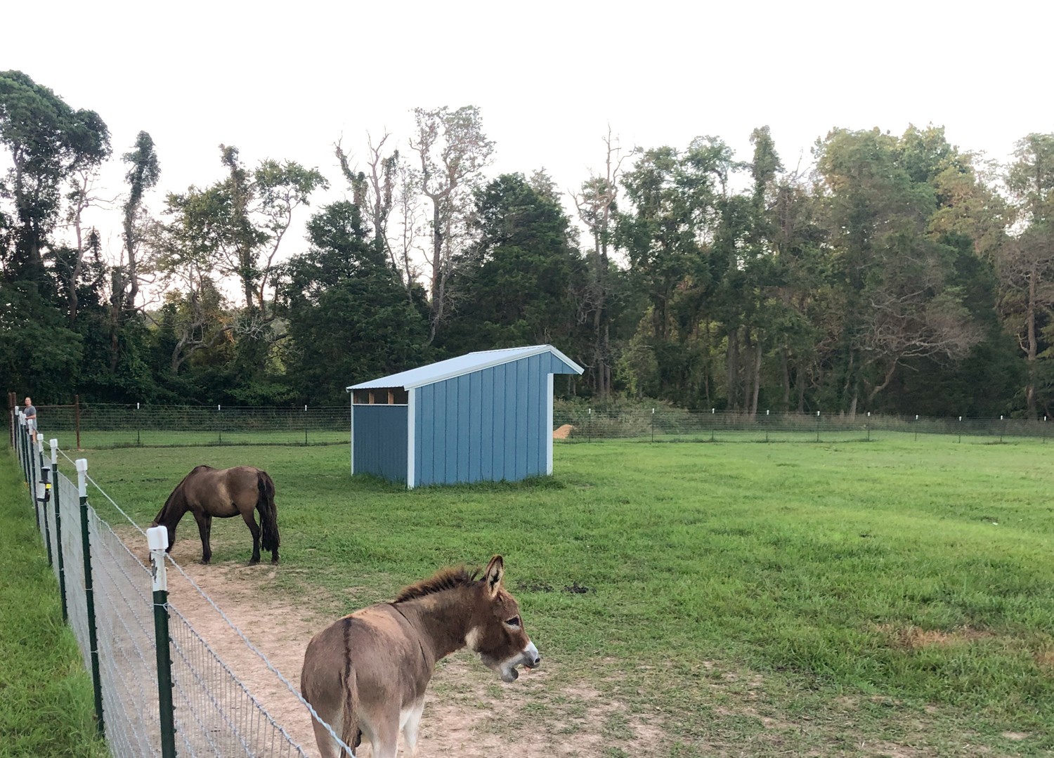 blue metal horse shed in arkansas